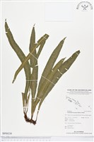 登錄號:BP00238藏品圖，第1張