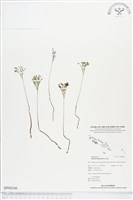 分枝莎草蕨藏品圖，第1張