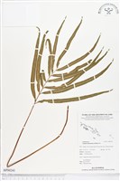 竹葉蕨藏品圖，第1張