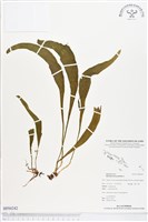 帶狀瓶爾小草藏品圖，第1張