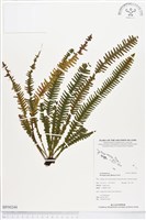 登錄號:BP00244藏品圖，第1張