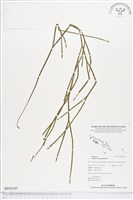 垂枝松葉蕨藏品圖，第1張