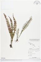 登錄號:BP00246藏品圖，第1張