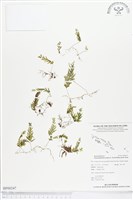 登錄號:BP00247藏品圖，第1張