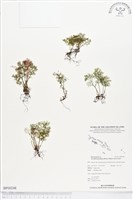 登錄號:BP00248藏品圖，第1張