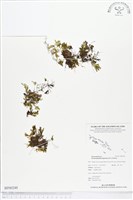 指裂細口團扇蕨藏品圖，第1張