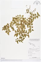 小葉海金沙藏品圖，第1張