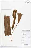 登錄號:BP00255藏品圖，第1張