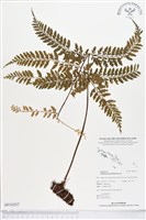 大羽鐵角蕨藏品圖，第1張