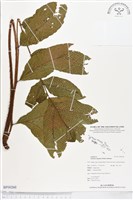 登錄號:BP00260藏品圖，第1張