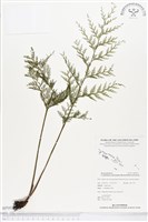 登錄號:BP00261藏品圖，第1張