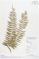 鈍齒鐵角蕨藏品圖，第1張