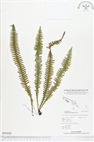 登錄號:BP00265藏品圖，第1張