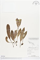 登錄號:BP00266藏品圖，第1張