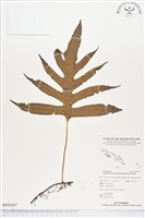 薄葉擬茀蕨藏品圖，第1張