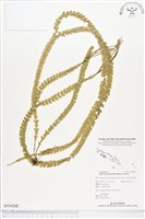 登錄號:BP00268藏品圖，第1張