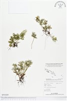 登錄號:BP00269藏品圖，第1張