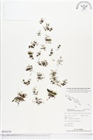 團扇蕨藏品圖，第1張