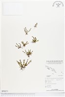 登錄號:BP00271藏品圖，第1張