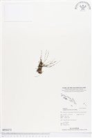 連孢一條線蕨藏品圖，第1張