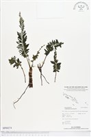 菲律賓厚葉蕨藏品圖，第1張