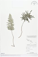 登錄號:BP00275藏品圖，第1張