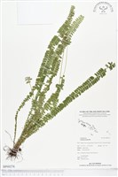 方柄鱗始蕨藏品圖，第1張