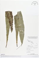 登錄號:BP00278藏品圖，第1張