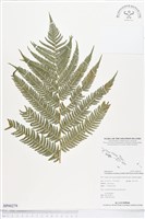 登錄號:BP00279藏品圖，第1張