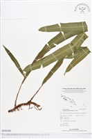 登錄號:BP00280藏品圖，第1張