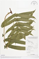 登錄號:BP00281藏品圖，第1張