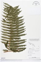 登錄號:BP00282藏品圖，第1張