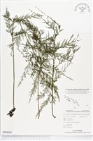 登錄號:BP00283藏品圖，第1張