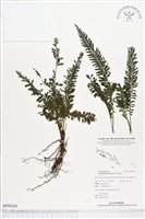 登錄號:BP00284藏品圖，第1張