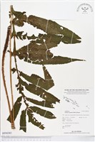 登錄號:BP00285藏品圖，第1張