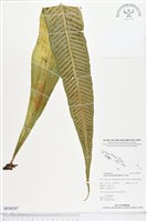 登錄號:BP00287藏品圖，第1張