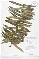 蘭嶼觀音座蓮藏品圖，第1張