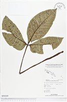 登錄號:BP00289藏品圖，第1張