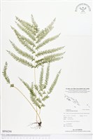 登錄號:BP00290藏品圖，第1張