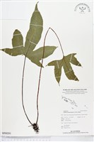 登錄號:BP00293藏品圖，第1張