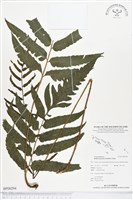 登錄號:BP00294藏品圖，第1張