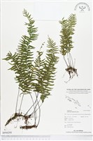 單邊鐵角蕨藏品圖，第1張