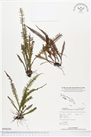 登錄號:BP00296藏品圖，第1張