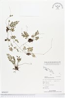 登錄號:BP00297藏品圖，第1張