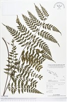 大羽鐵角蕨藏品圖，第1張