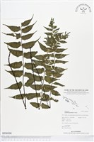 革葉鐵角蕨藏品圖，第1張