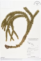 杉葉石松、展葉馬尾杉藏品圖，第1張