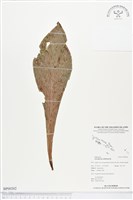 水芋葉車前、美葉車前蕨藏品圖，第1張