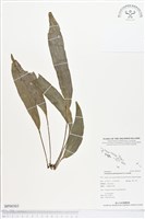 登錄號:BP00303藏品圖，第1張