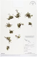 登錄號:BP00304藏品圖，第1張